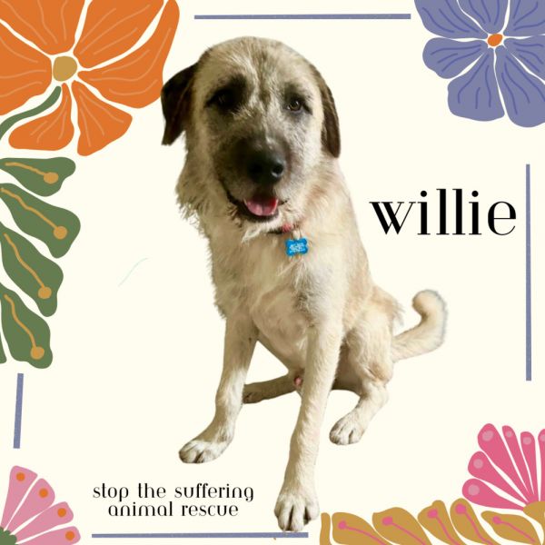 Willie thumbnail 5
