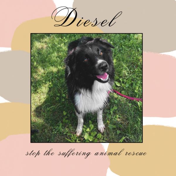 Diesel thumbnail 2