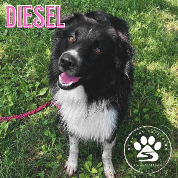 Diesel thumbnail 6