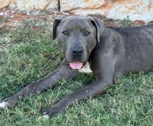 Bruno, Adult Male unknown