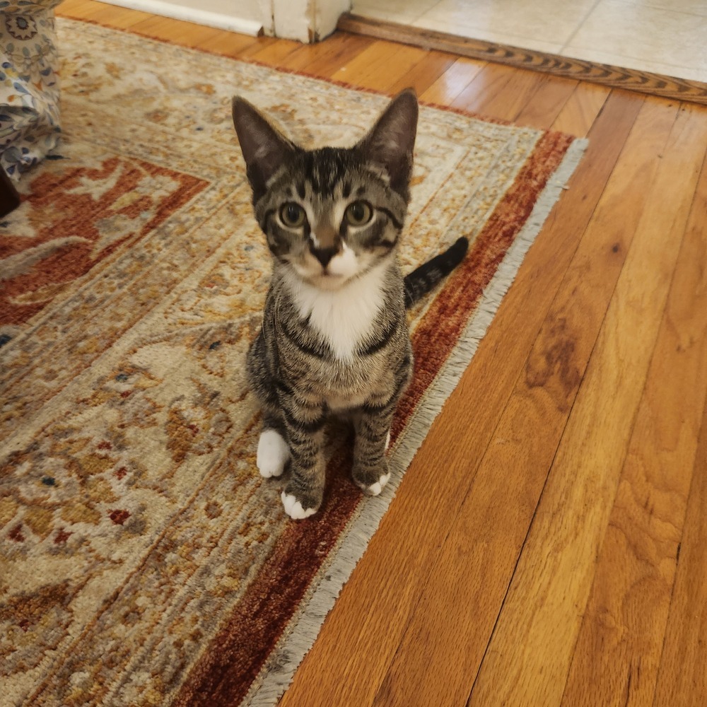 Flash (bonded to Electra)