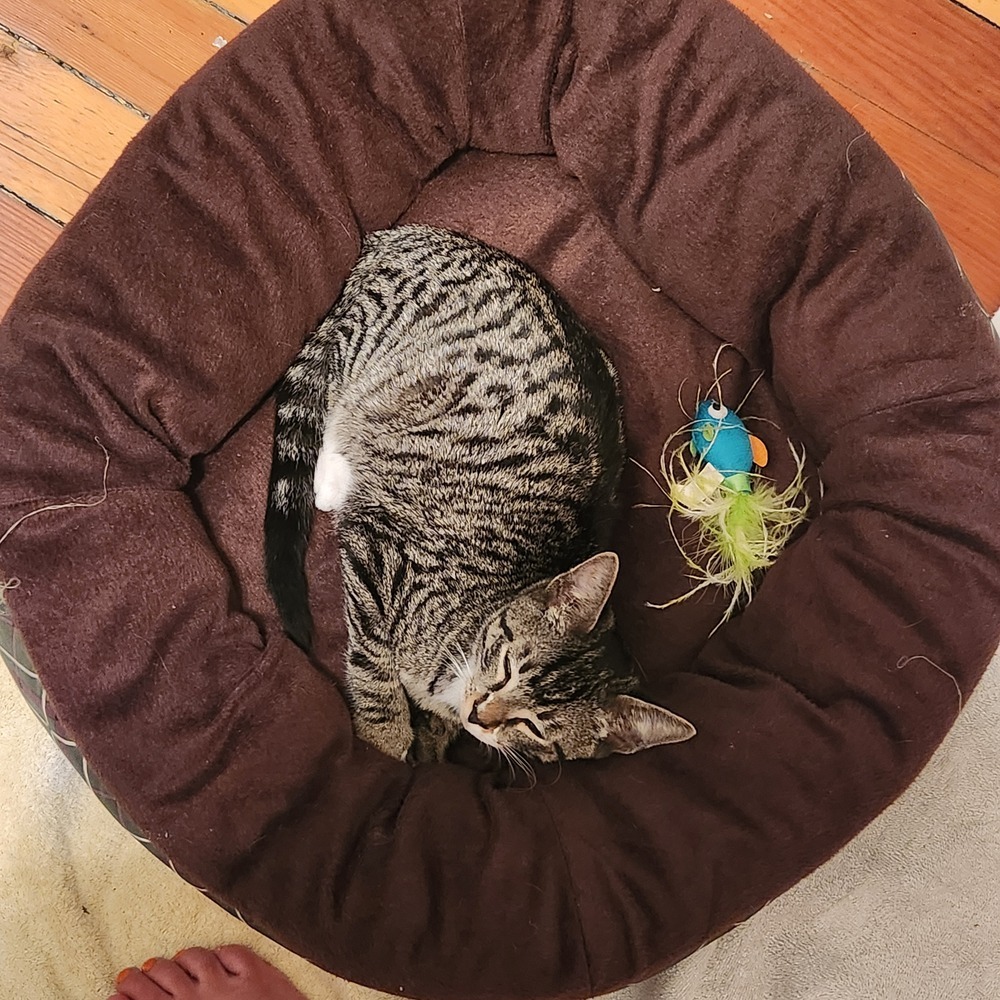 Flash (bonded to Electra)