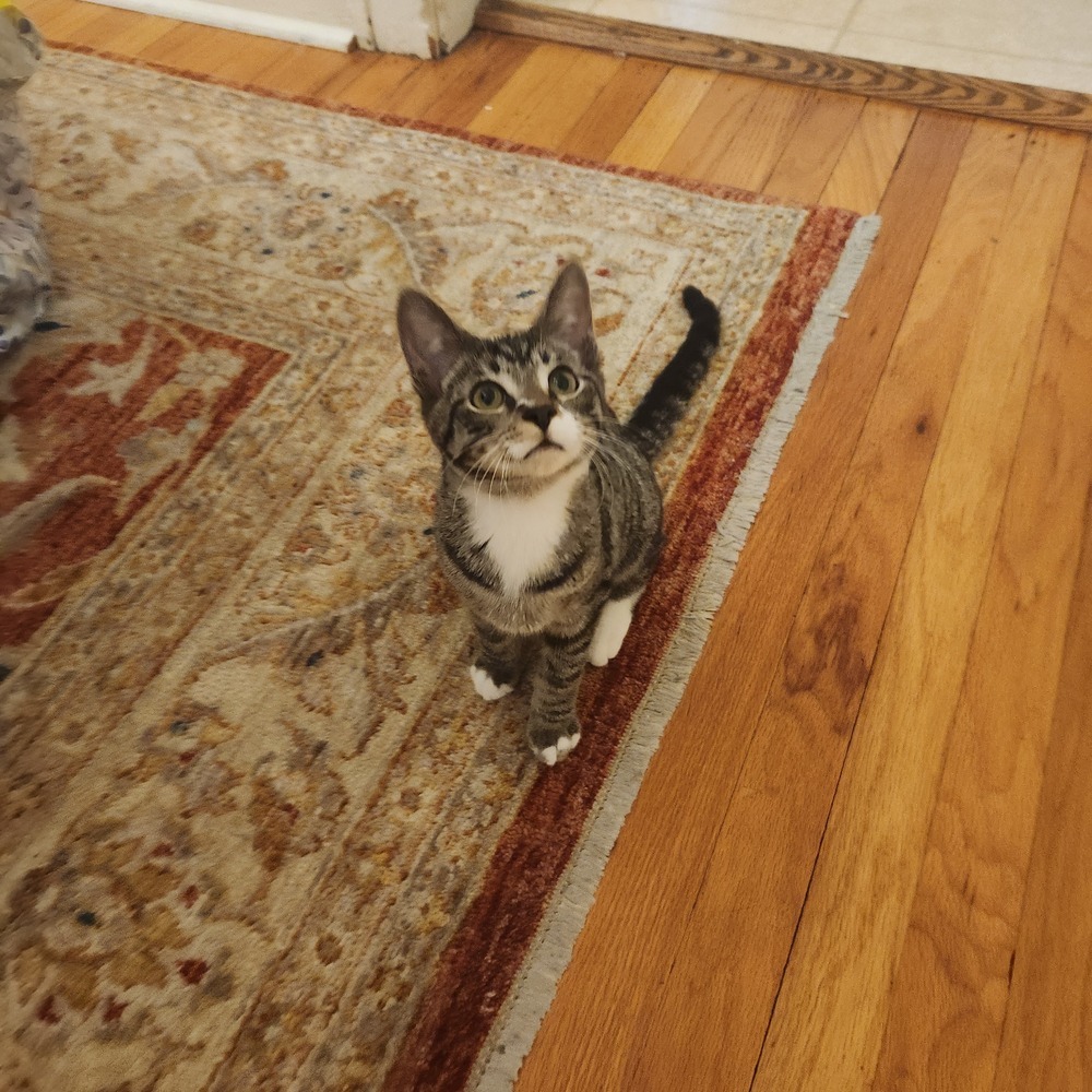 Flash (bonded to Electra)