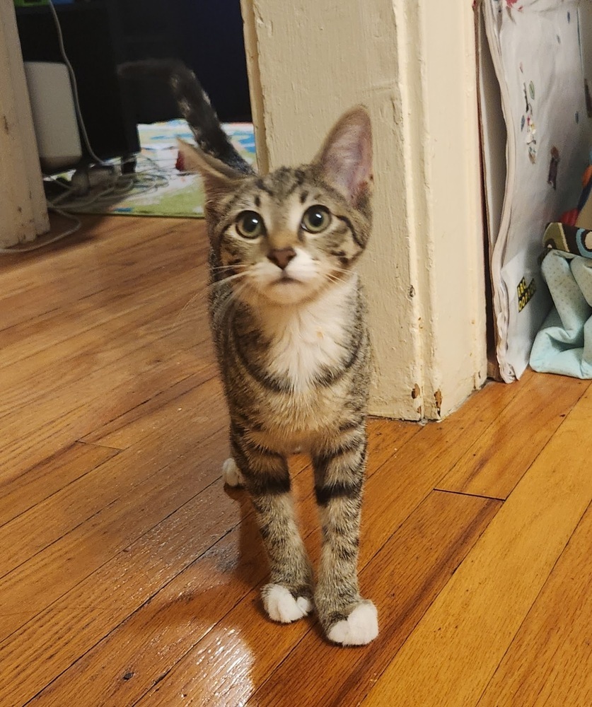 Electra (bonded to Flash)