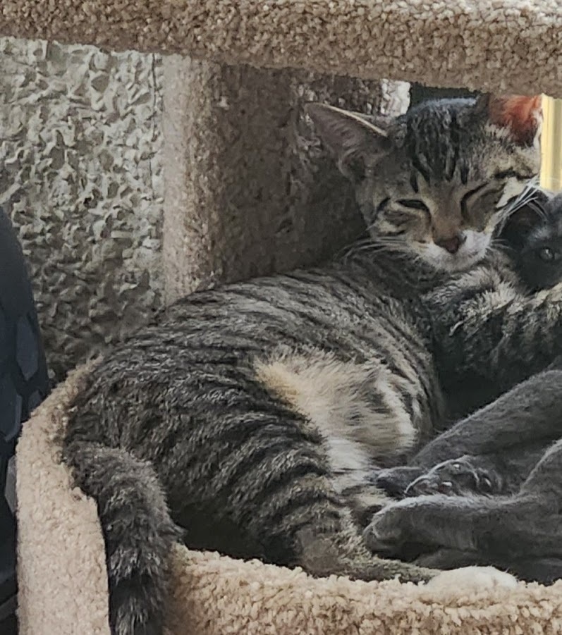 Electra (bonded to Flash)