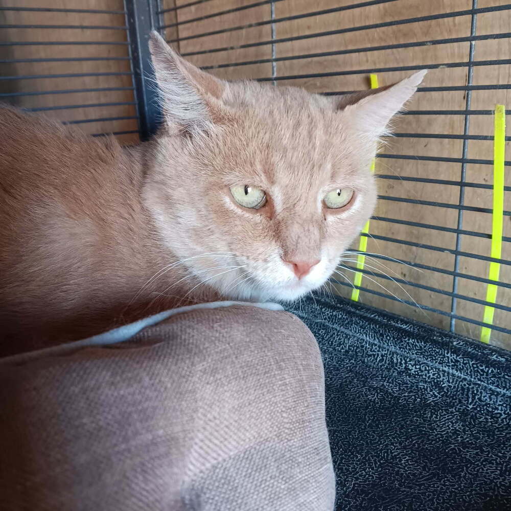 Teddy Cat