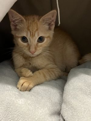 Lemon Squeezy, Adult Female unknown