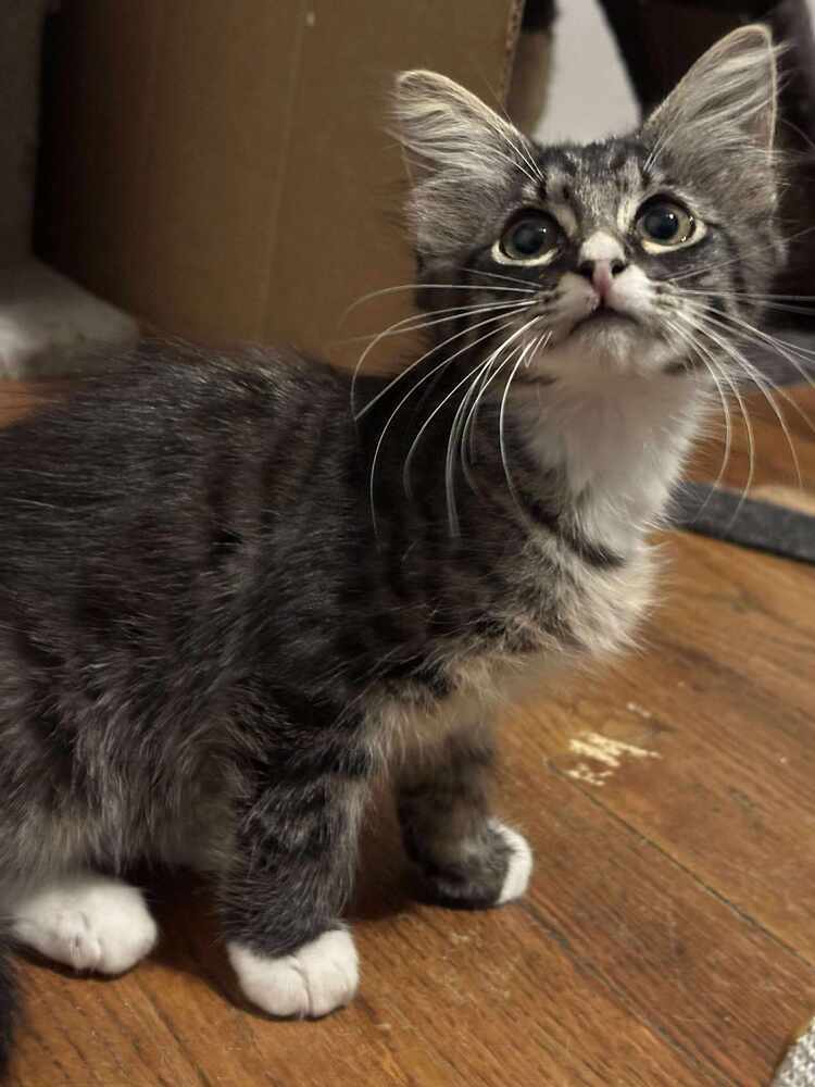 Mojito