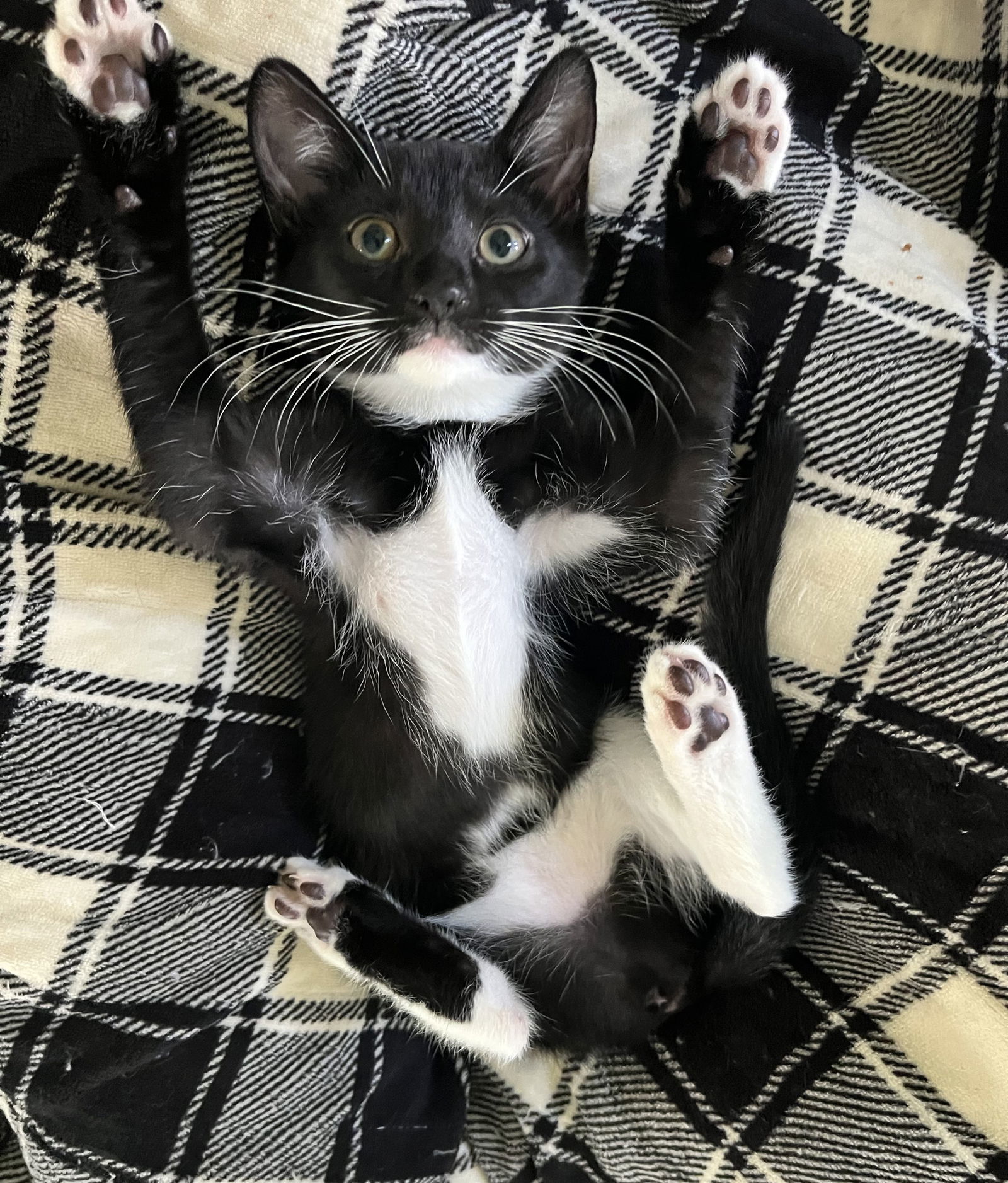 Mittens
