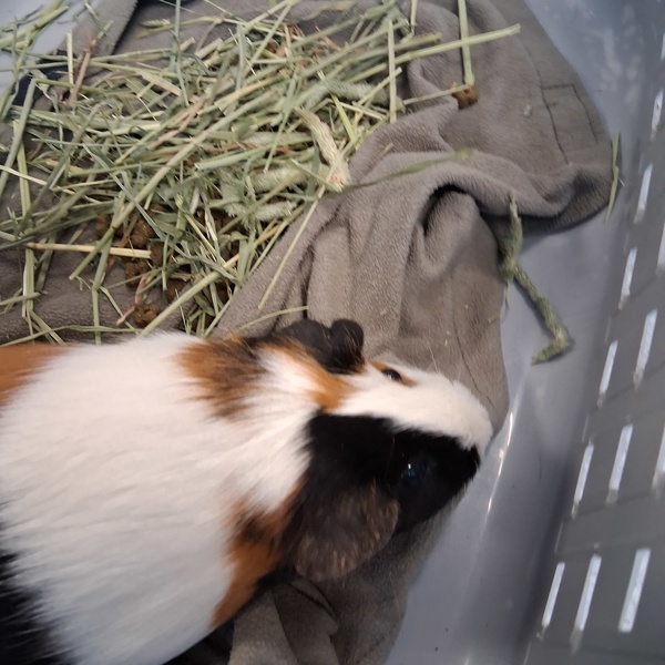 Thomas -- Bonded Buddy With Timothy