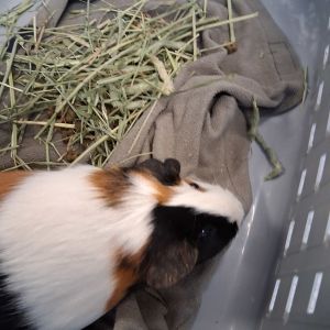 Thomas -- Bonded Buddy With Timothy, Adult Female unknown