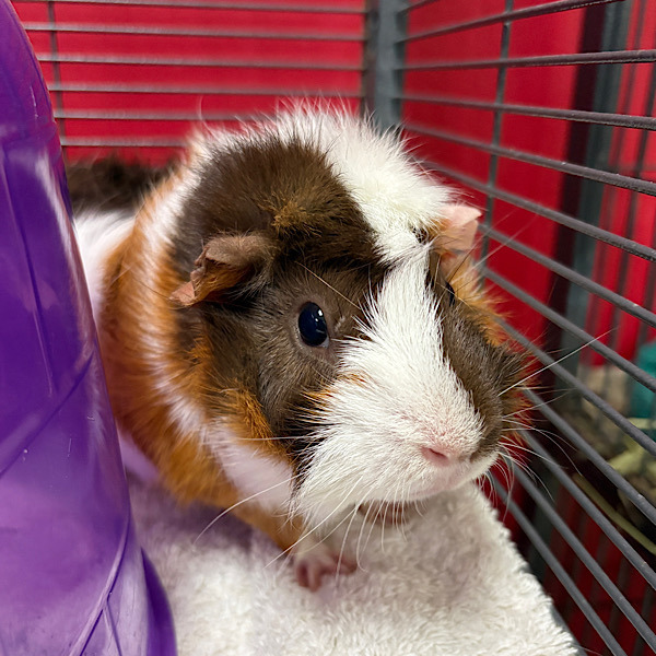 Turner -- Bonded Buddy With Nugget