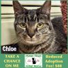Chloe photo 1