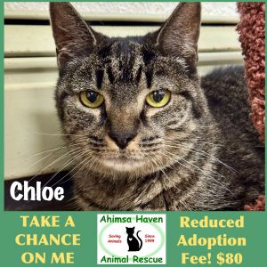 Chloe, Senior Female unknown