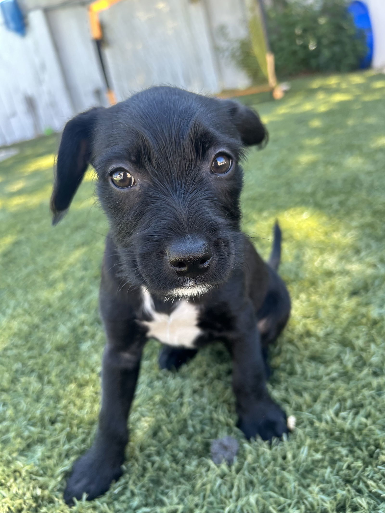 Vanilla, an adoptable Havanese, French Bulldog in San Diego, CA, 92115 | Photo Image 2
