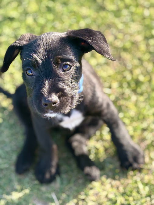 Vanilla, an adoptable Havanese, French Bulldog in San Diego, CA, 92115 | Photo Image 3