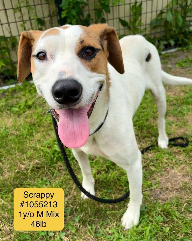 Scrappy (Gherkins)