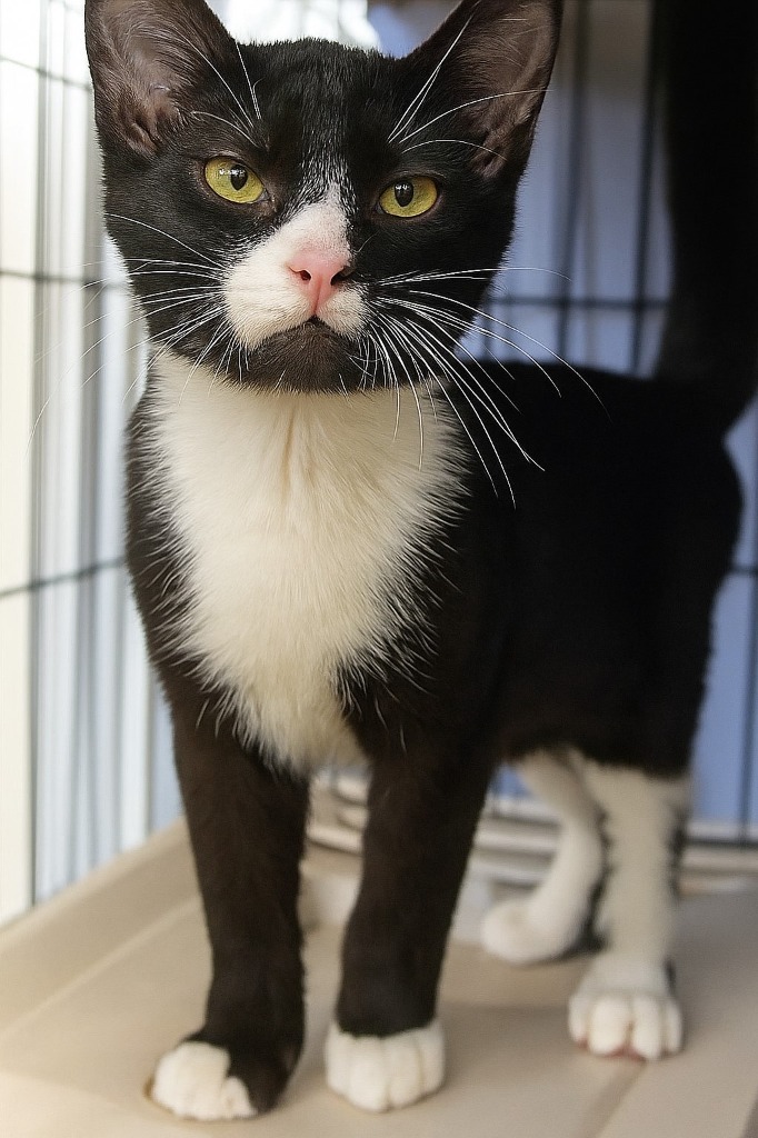 Otis