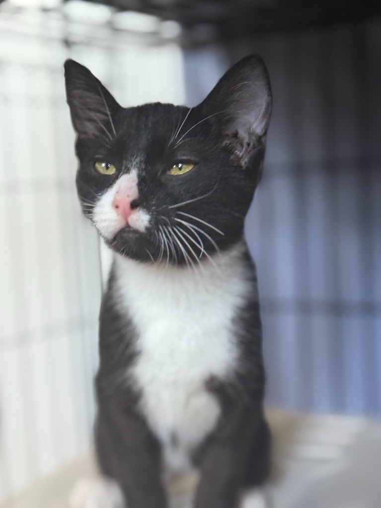 Otis