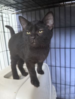 Opal, Baby Female unknown