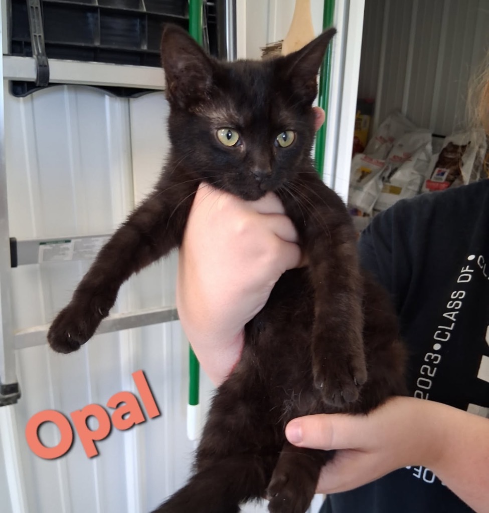 Opal