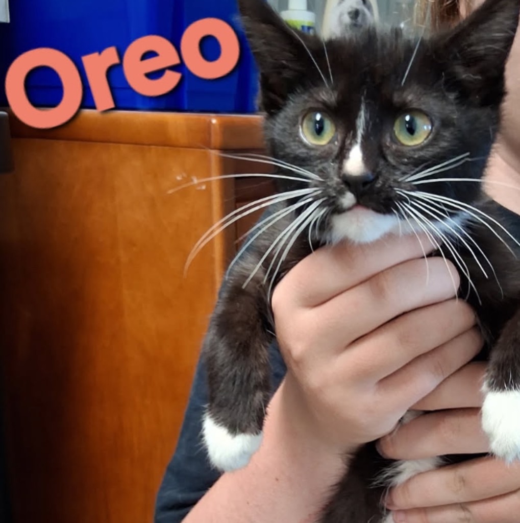 Oreo