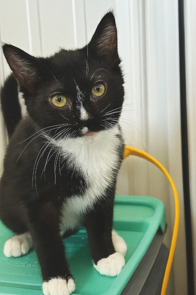 Oreo