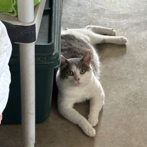 Spud, Adult Male unknown