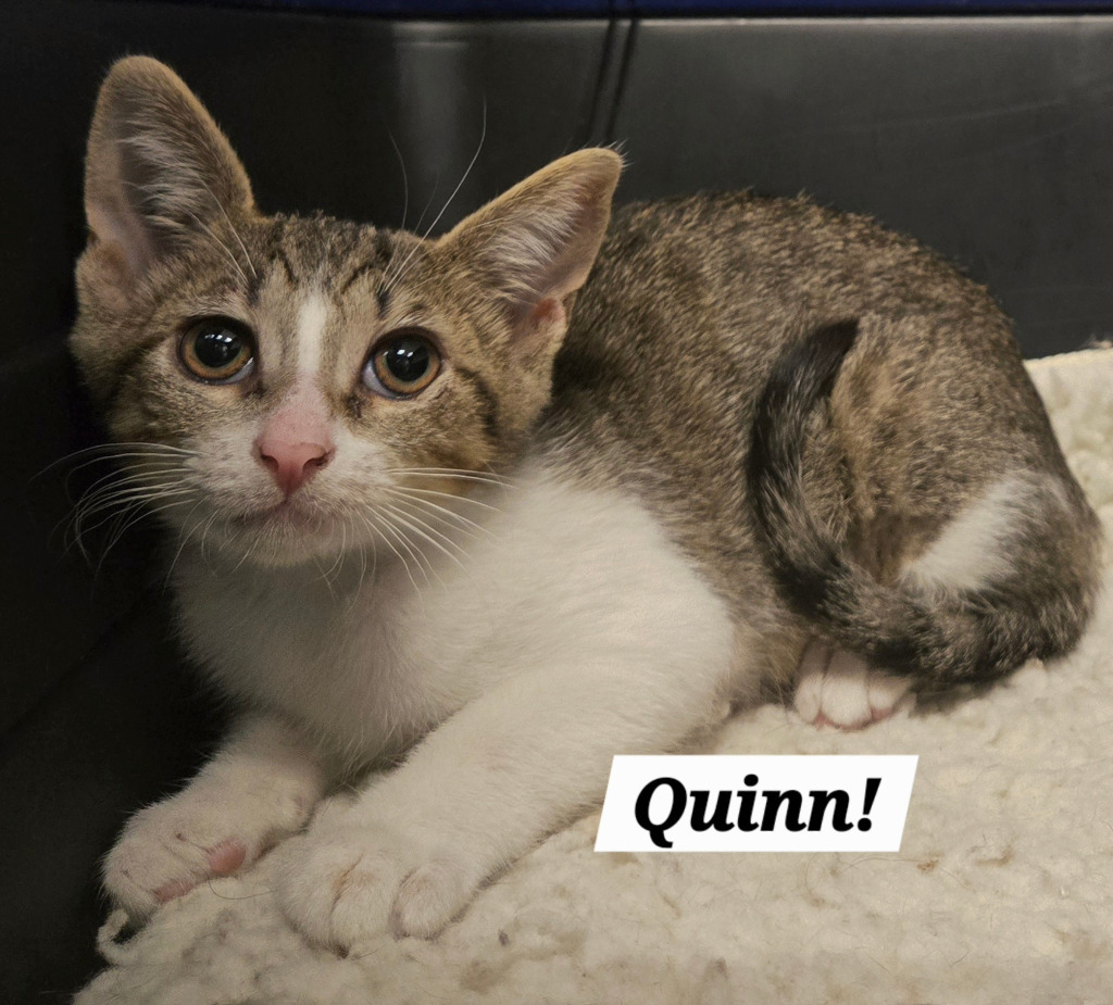 Quinn