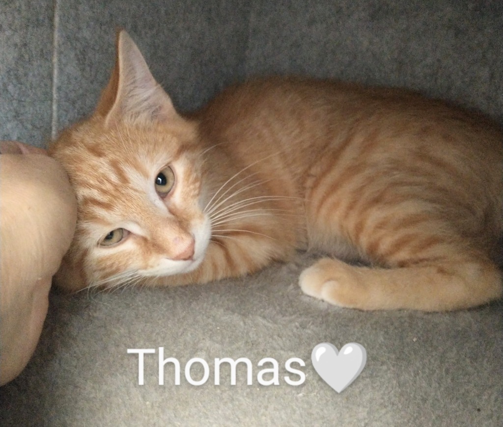 Thomas