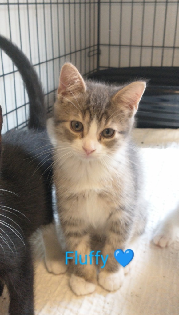Fluffy ( name your adoption fee )
