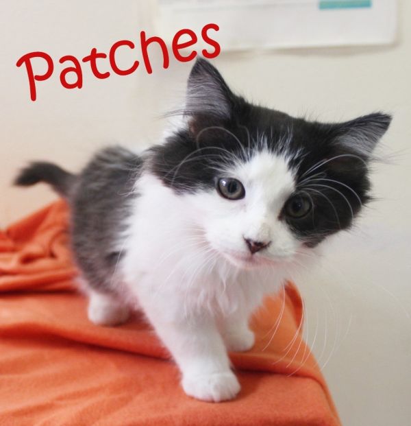 Patches photo 1