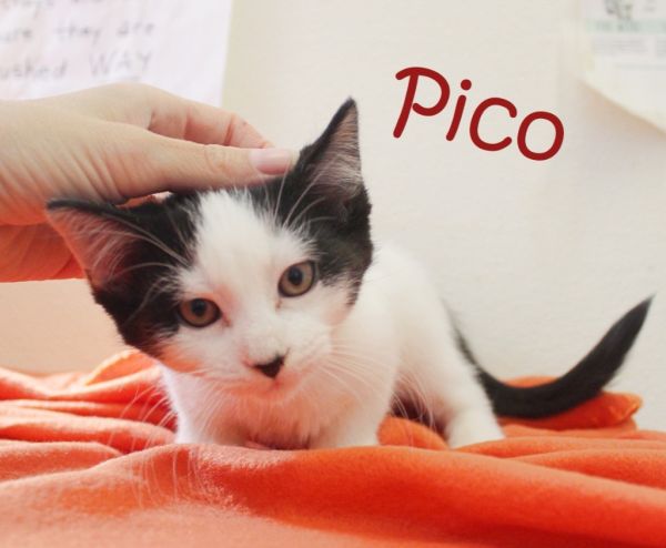 Pico photo 1