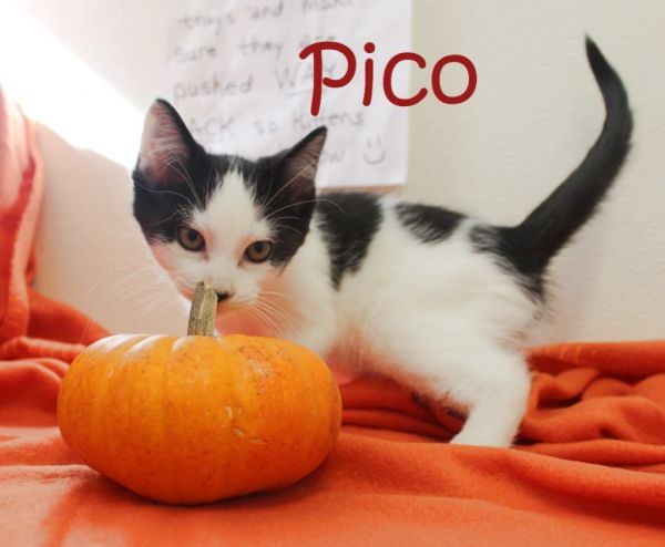 Pico thumbnail 2