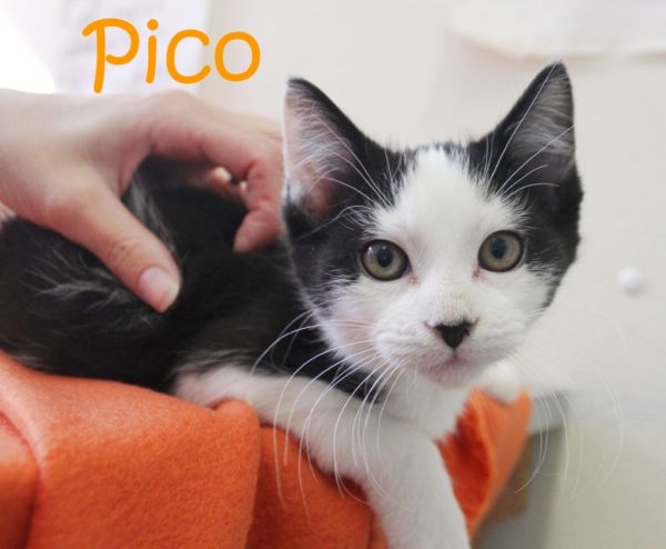Pico thumbnail 3