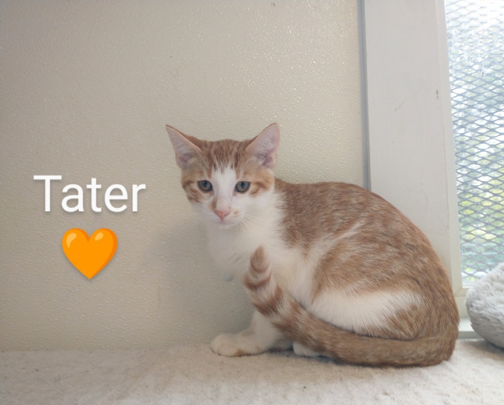 Tater