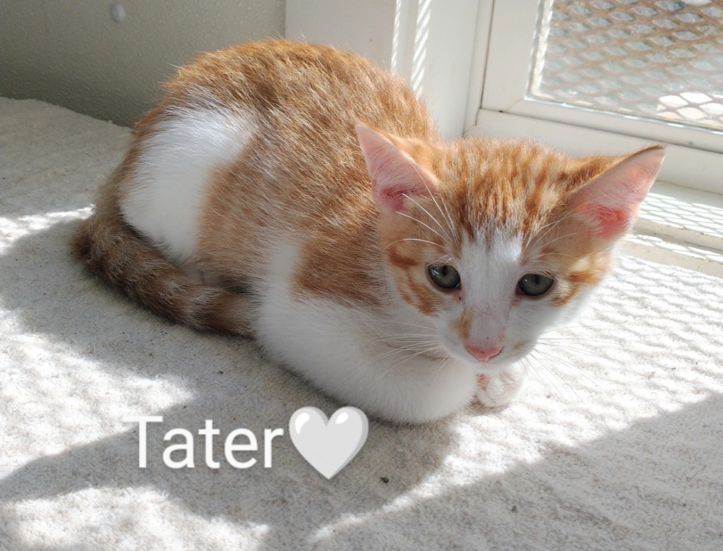 Tater