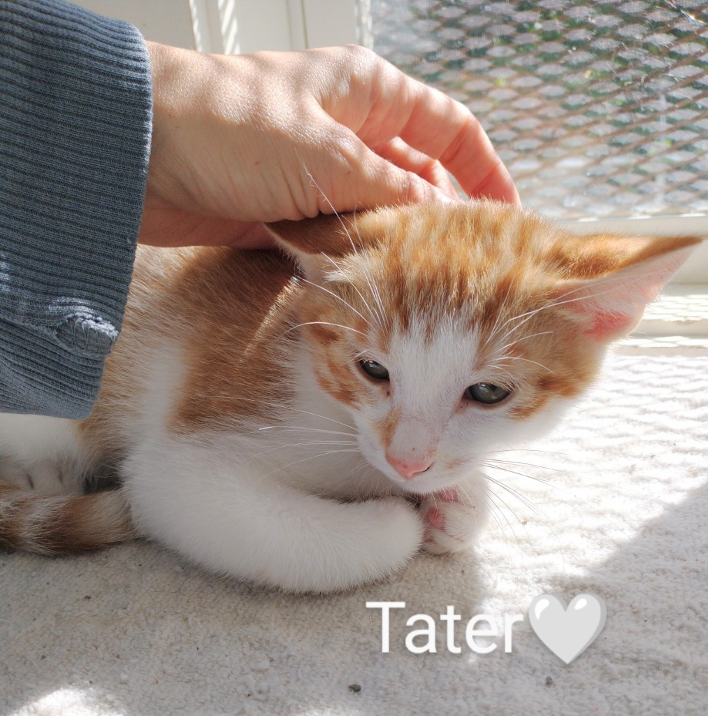 Tater