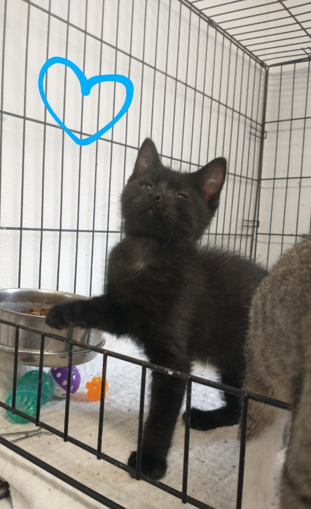 Blackie