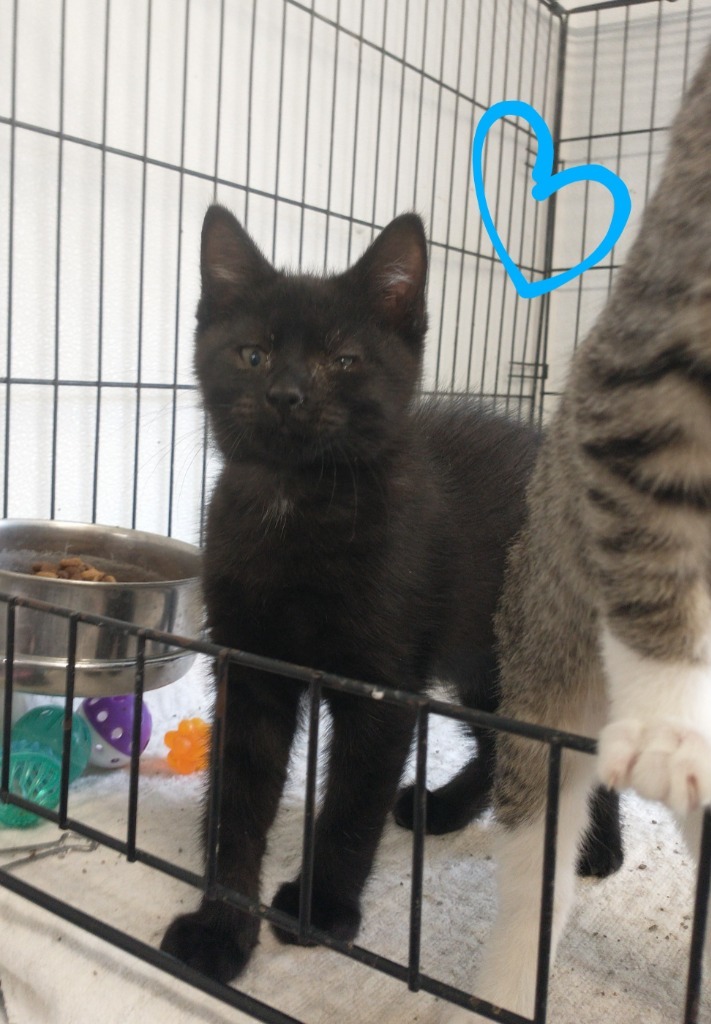 Blackie