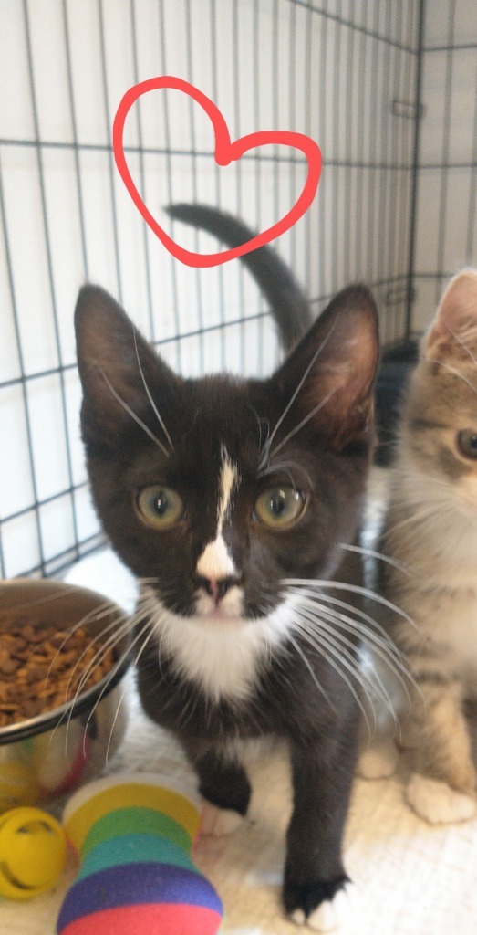 Boots 2 (name your adoption fee)