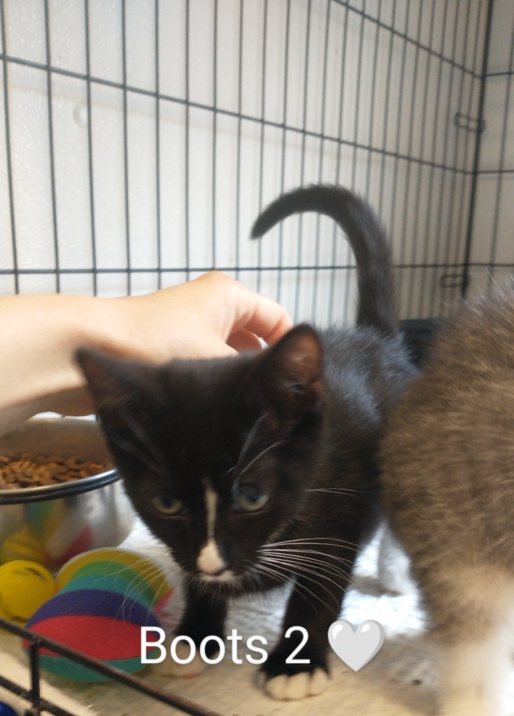 Boots 2 (name your adoption fee)