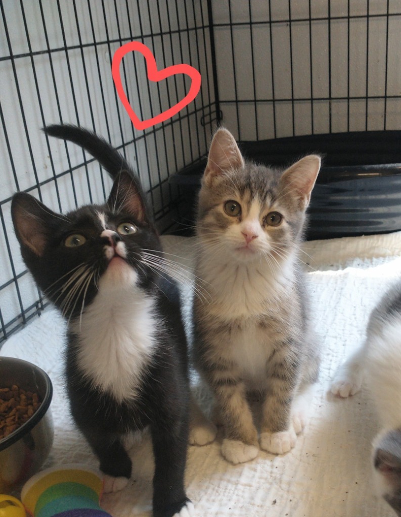 Boots 2 (name your adoption fee)