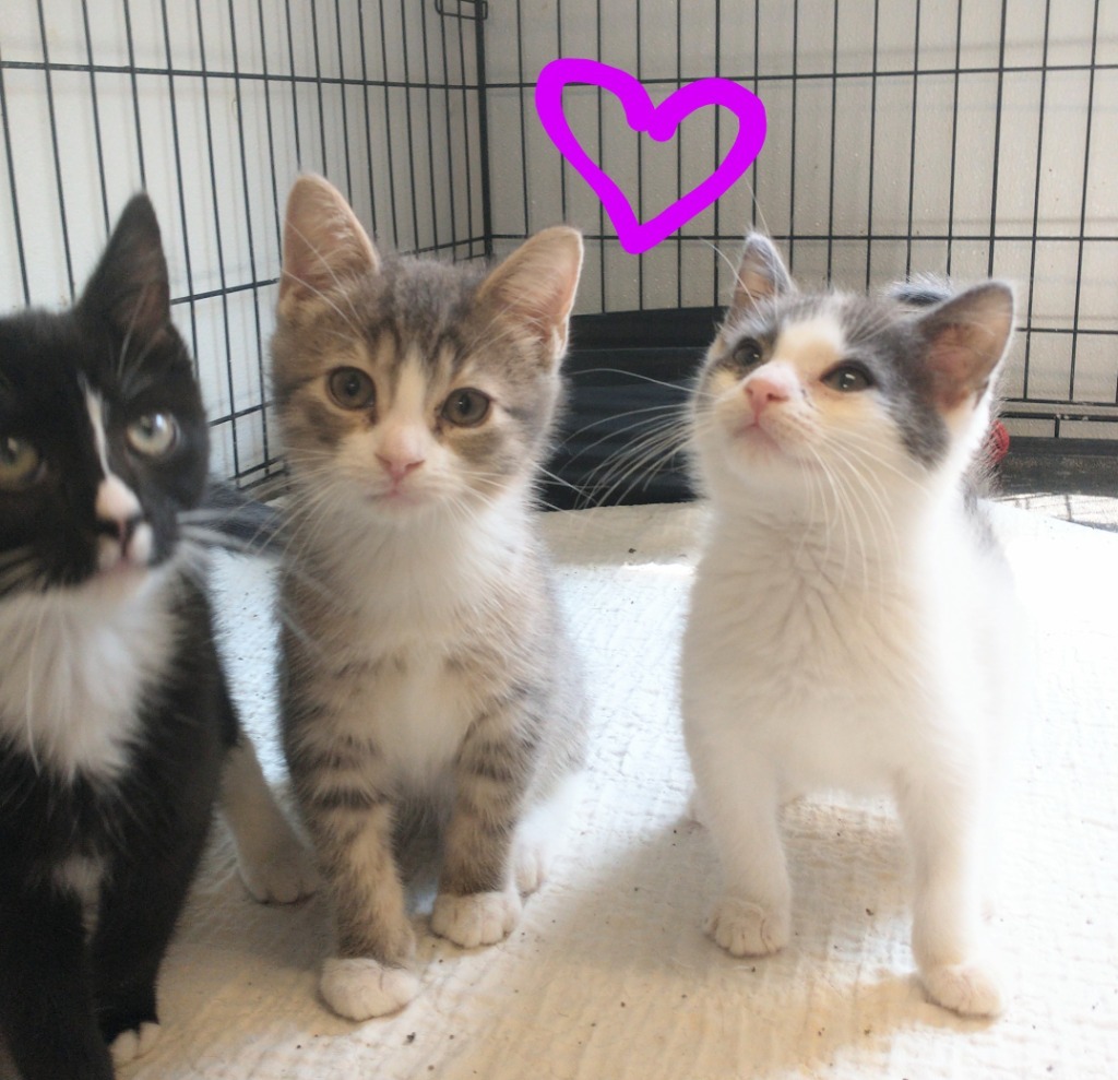 Boots 2 (name your adoption fee)