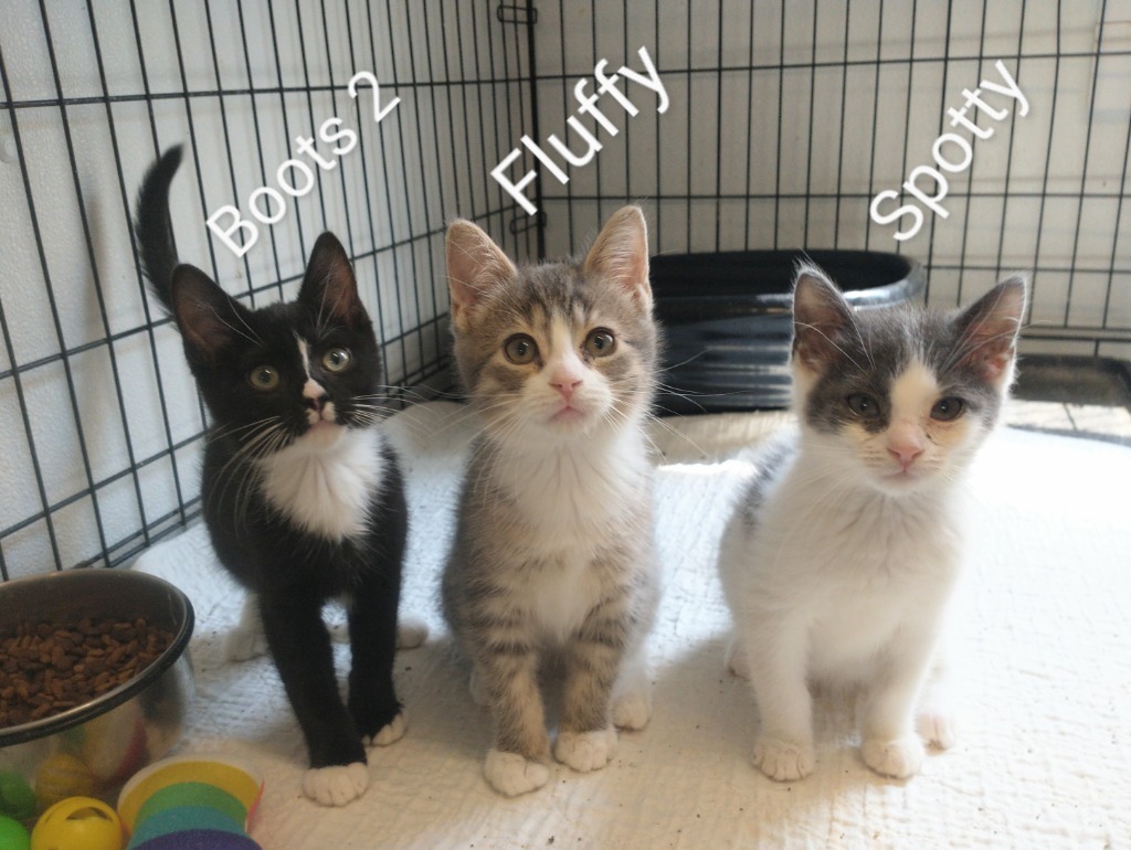 Boots 2 (name your adoption fee)