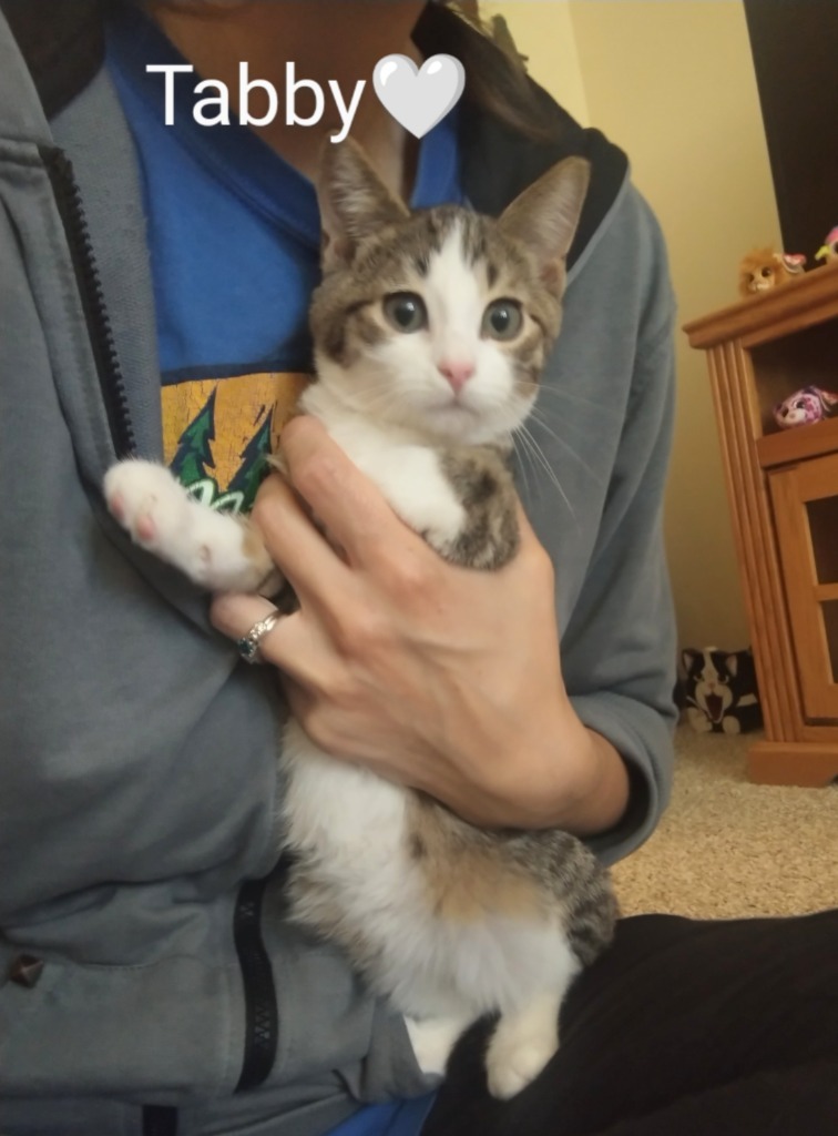 Tabby ( name your adoption fee)