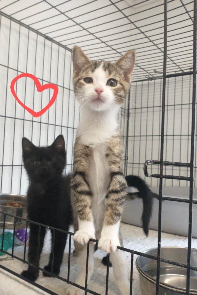 Tabby ( name your adoption fee)