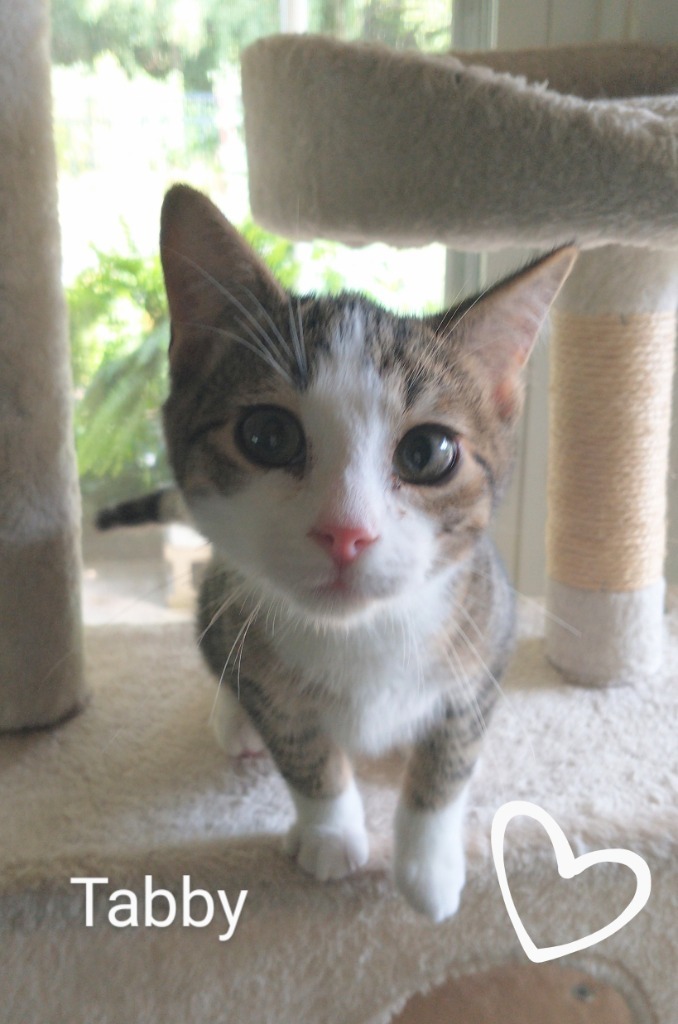 Tabby