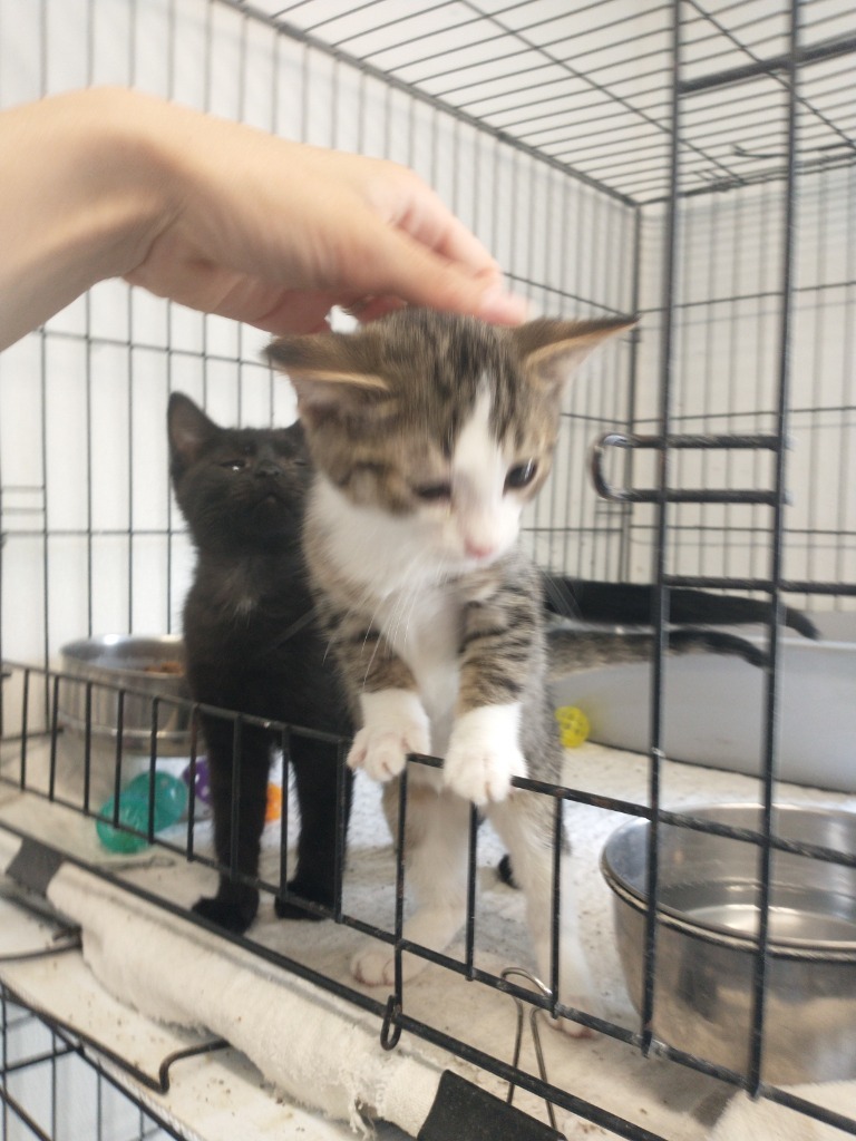 Tabby ( name your adoption fee)
