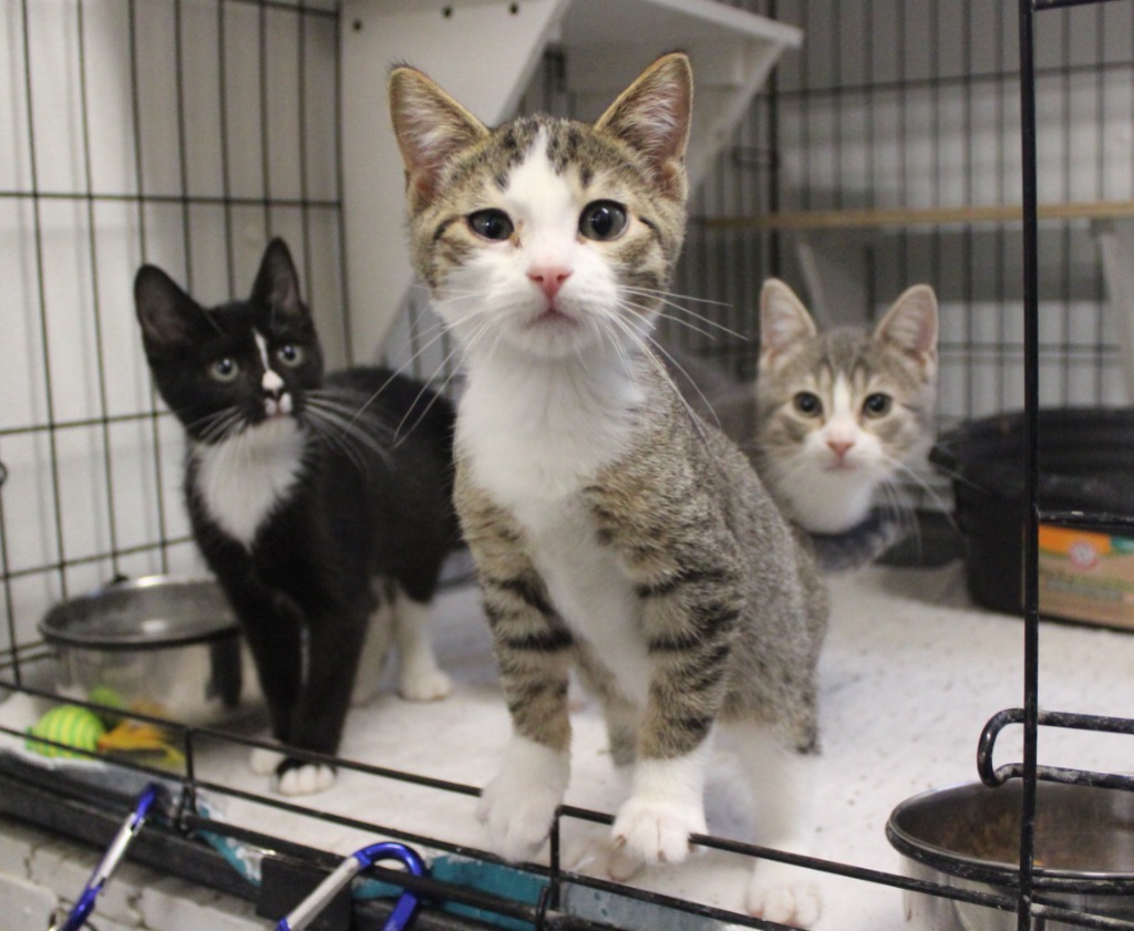 Tabby ( name your adoption fee)